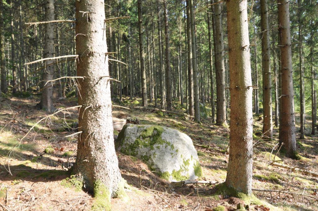 Kristianstad Arkelstorp 1:1 Produktionsskog 102 ha Kristianstad Före detta Domänfastighet i Arkelstorp 20 km norr om Kristianstad, längst ut på bommad väg.