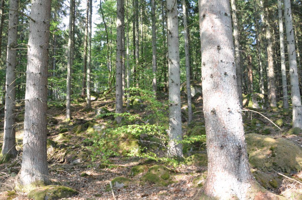 Kristianstad Arkelstorp 1:1 Skog Fastigheten består enligt skogsbruksplan från 2018 (firma Bokskog, Mats Rufelt) av 94,2 ha produktiv skogsmark, 3,8 ha hänsynsmark och 4,4 ha övrig mark.