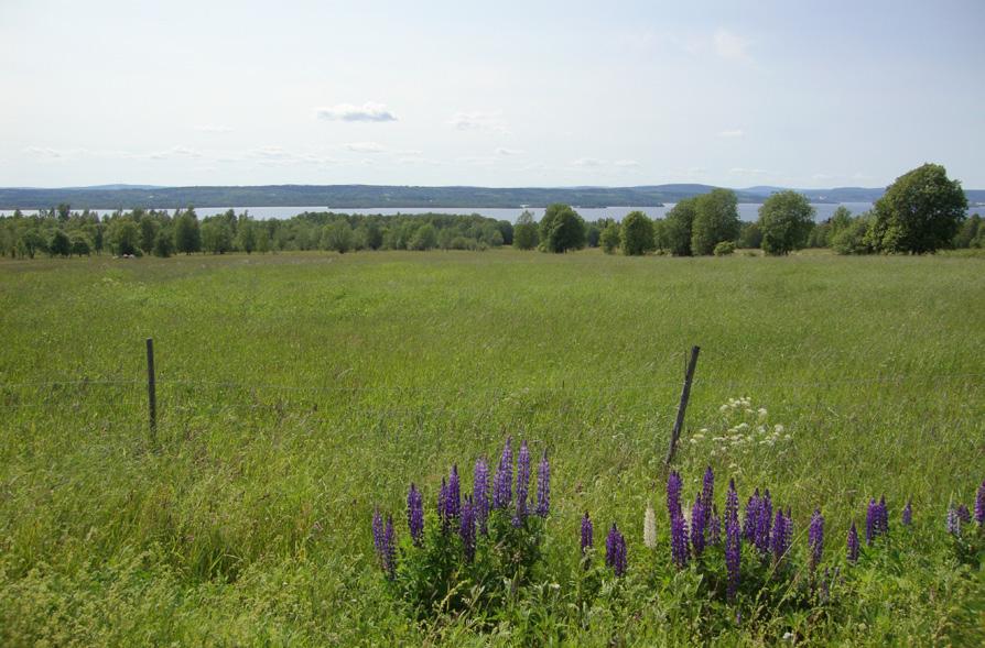 Delen närmast naturreservatet ingår även i naturvårdsobjektet för Fågelsången. Det kan innebära att exploateringsområdet kan behöva begränsas något. Det kan uppskattningsvis inrymma 30-50 småhus.