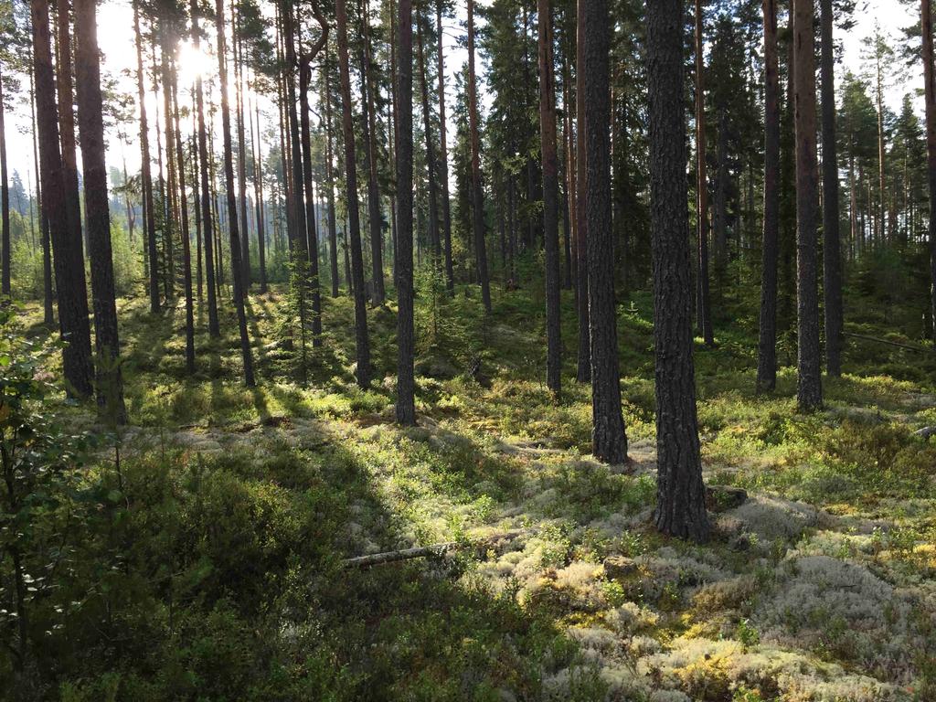Fastighetens medelbonitet är beräknad till 5, m3sk per ha och år.