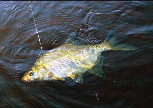 Leken sker i grunda vikar eller på lägdor som översvämmas av vårfloden. Om vattnet är grunt kan man ibland se ryggar på fiskar som leker. Braxen håller sig ofta nära botten, särskilt de stora.