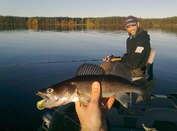 För att ge vikt till tacklet fästs ett sänke cirka 1,5 meter framför flugan. Kasta ut och låt tacklet sjunka mot botten, lyft och veva in.