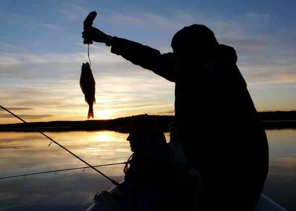 Grundområde med större djup runtomkring. Här samlas småfisk och rovfisk. Nystigen fisk. Fisk som just vandrat upp i älven från havet. Silverblanka, kallas ofta blänkare. Stationär fisk.