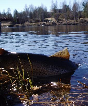 5. Fiskevett Lokala bestämmelser. Fiskeregler finns för att kontrollera att vi inte fiskar upp mer fisk än våra vatten klarar av att producera.