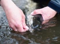 Detta stöd bör du även ge om du lyfter fisk i käken med så kallat gälgrepp. Tänk på att fiskens käke inte är gjord för att klara hela fiskens vikt fritt hängande i luften.