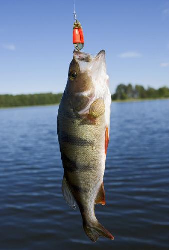 6. Lokala fiskeutflykter Snabbt och gott.