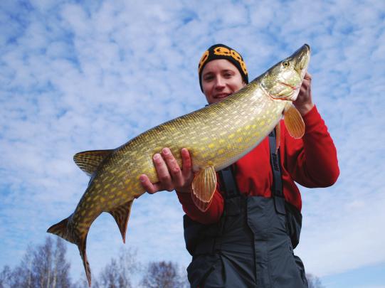 Den kan nå vikter över 30 kilo men vanligaste vikten är mellan två till fem kilo. Gäddan är glupsk och kan ta stora byten i förhållande till sin egen kroppsvikt.