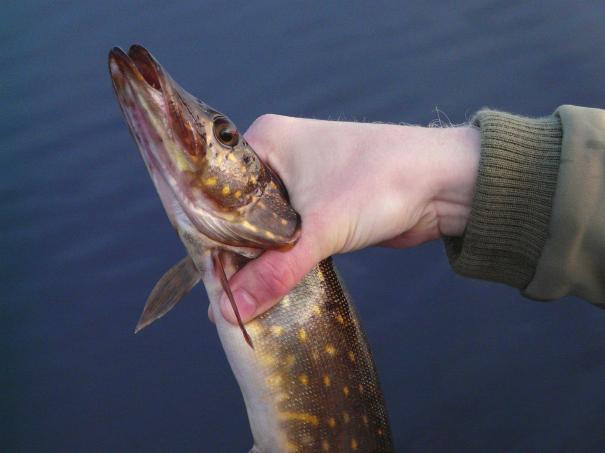 Gäddan har tydliga huggperioder och kan ibland vara svårare att fiska än abborren. Lär du dig var och när du ska fiska kan du uppleva ett fantastiskt gäddfiske med hugg i nästan varje kast.