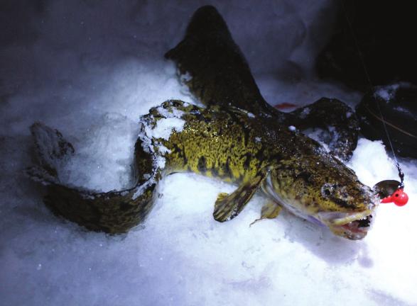 1. På kroken lake. nattens fara. En slingrig, glupsk och okänd sportfisk. Laken är en långsmal, glupsk fisk som är vanlig i våra vatten men relativt ovanlig att fiska.