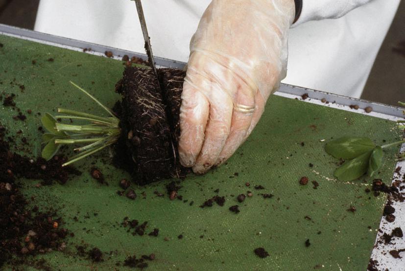 Landscape LM-Lantbruk Rotröta Fusarium spp, Cylindrocarpon