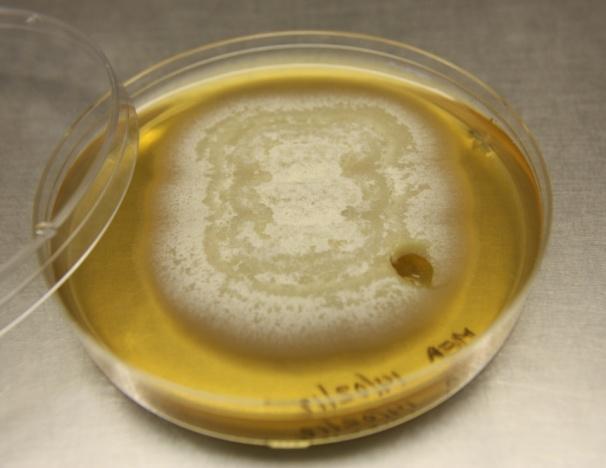 (Vissnesjuka) Verticillium
