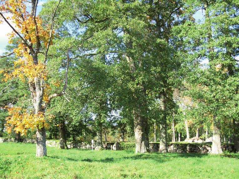 Kyrkogården sedd från söder. Bergs gamla kyrkogård Kyrka och kyrkomiljö Bergs medeltida kyrka uppfördes troligen under 1100-talet.