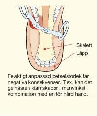 Viktigt att komma ihåg är att en mängd naturliga reflexer påverkas när ett bett placeras i munnen och ett väl tillpassat bett ligger så stilla som möjligt.