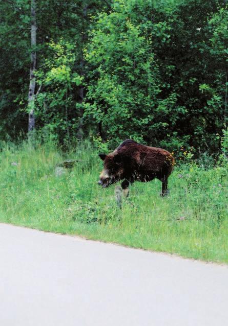 Har du kolliderat med ett vildsvin - gå inte ur bilen. Ett skadat vildsvin kan vara synnerligen aggressivt och farligt.