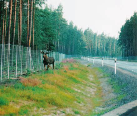 Viltstängsel utestänger inte allt vilt! Tänk också på att efter stormen i södra Sverige ligger viltstängsel ner på många ställen!