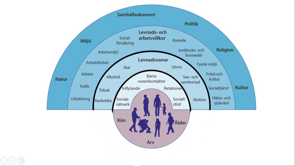 Hälsans bestämningsfaktorer Hälsosteget Bearbetad
