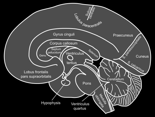 prefrontala cortex Perry, 2008; Beers & De Bellis, 2002 Negativ påverkan på exekutiva funktioner och kommunikationen