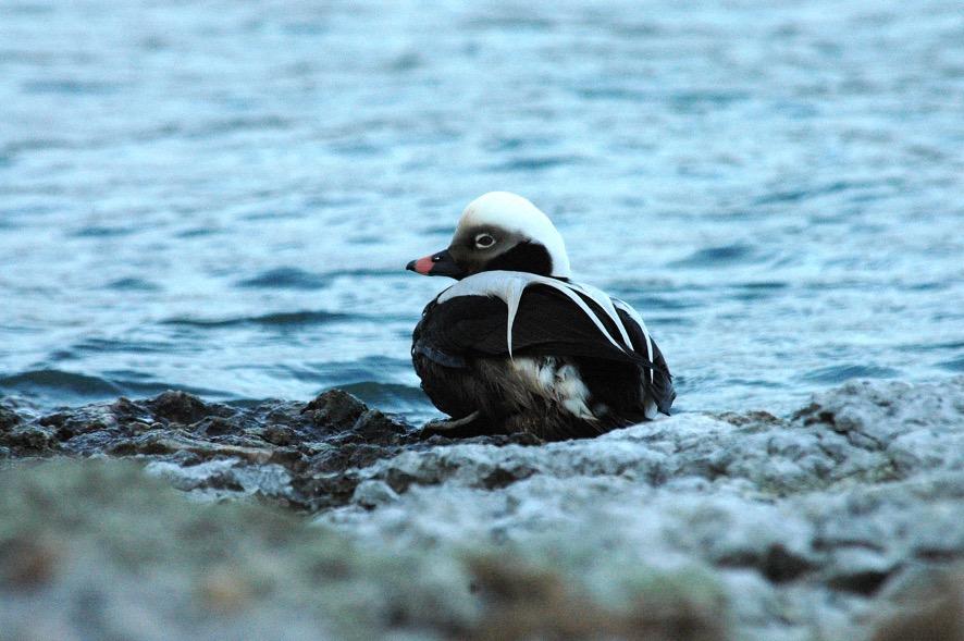 Oljekatastrofer påskyndar regelverk om fartygsutsläpp Havet sågs som oändligt.