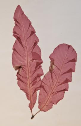 sommaren 1988. Giftiga algblomningar orsakade massdöd.