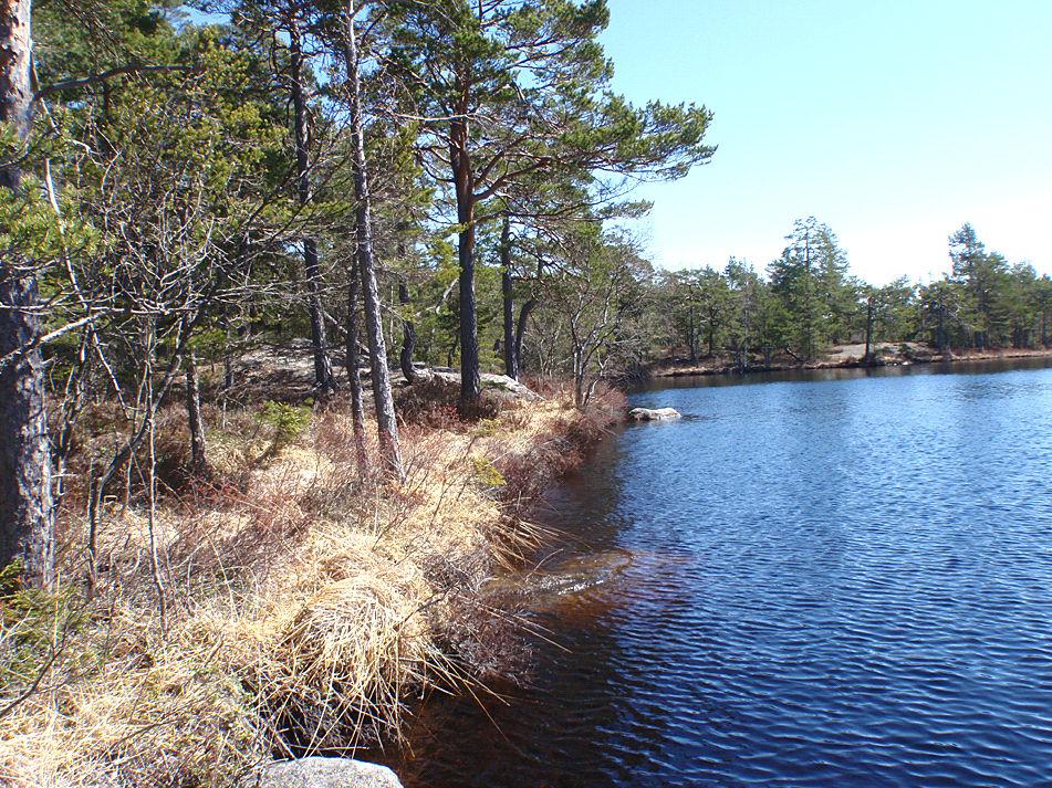 3. LÅNGSJÖN, Paradiset Datum: 2010-05-11 Kommun: Haninge Koordinat: 6560128/673859 vid udden där leden når sjön, gläntan bortom eldstaden Naturvårdsverkets kriterier (2007) Ekologisk kvalitetskvot