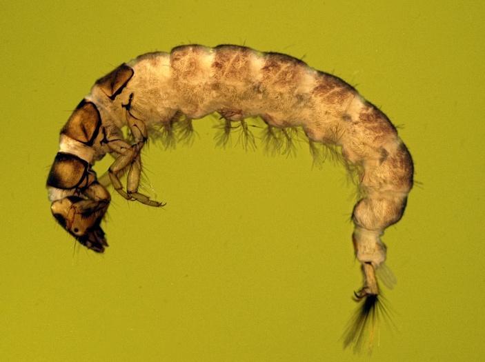 bäcksländearten Diura bicaudata, till höger. Kartorna baseras på Medins databas.