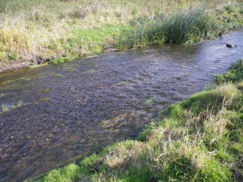 Det var gott om fisk på de båda lokalerna i den restaurerade meanderbågen, både småöring (0+) och äldre öring (>0+)fångades, vilket innebär att dessa reproducerar sig där.