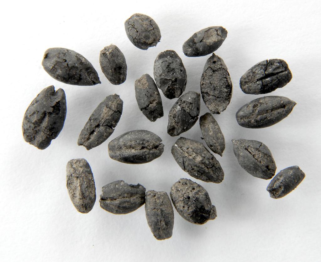 Figur 4. Ett urval av naket korn (Hordeum vulgare var. nudum) från den tidigneolitiska gropen AG 3250 i område 6 (PM 6775). Foto Staffan Hyll.