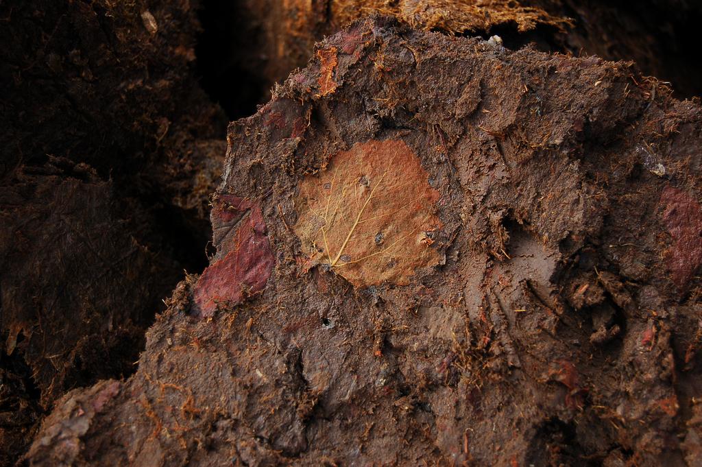 Figur 2. Välbevarat asplöv (Populus tremula) funnet i gyttjan. Från tidigmesolitisk tid. Foto Per Lagerås, 2007-10-04.