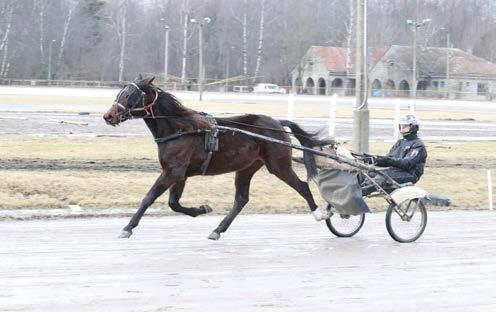 Opererad ibåda hasorna(16-06-26). Korrekt. Fin. Bra manke. Bra storlek. Lite fransk höger fram.