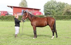 Las Vegas Tooma Banker Hall Amazing Ås Enjoy Lavec Meadow Robin (US) colt Nr 1 15-1226 09.04.