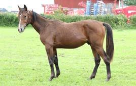 Lexington Tooma Crazed Sweet Ås Mack Lobell (US) Synda du Luot (FR) colt Nr 44 15-2819 27.05.