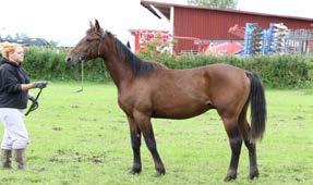 Llama Tooma Banker Hall Gabriela Tooma Mr Pine Chip (US) Wingait Energi colt Nr 18 15-1227 23.04.