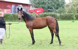 Lolita Tooma S.J.'s Caviar (US) Dolly Tooma Tom Ridge (US) Fantasy Sund filly Nr 8 15-1233 17.05.