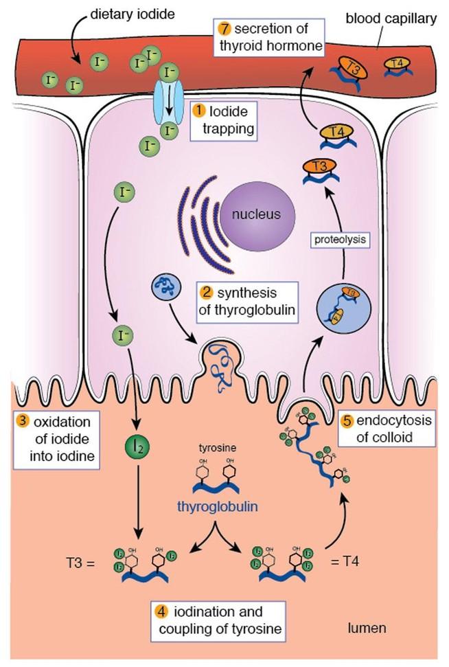 Tyroideahormonsyntes 1. Jod tas upp i tyroideacellerna Cell 2. Tyroglobulin bildas i cellerna à transporteras in i kolloiden 3.