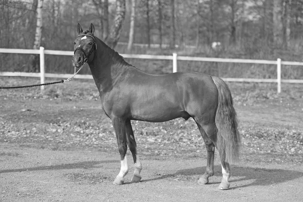Sida 11 D Diablo Da Vinci Foto: Yvonne Karlsson Meddelande till samtliga medlemmar i Svenska Welshponny & Cobföreningen Det uppstod en viss turbulens på årsmötet på grund av påhopp i media på några
