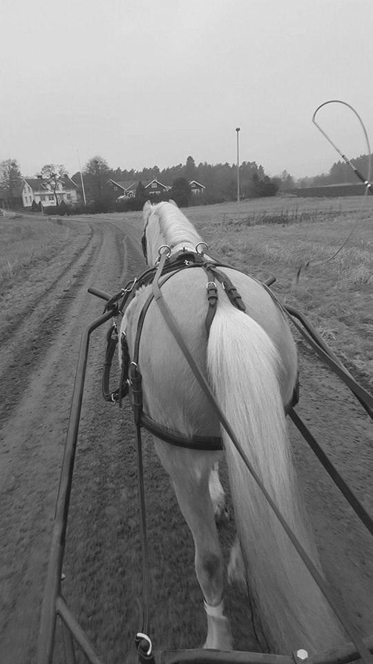 Arebros Mötley Crue Foto: Sara Hedskog Det finns flera men för att ta en nu levande så är det nog Heniarth Mr Milligan RWM 57.