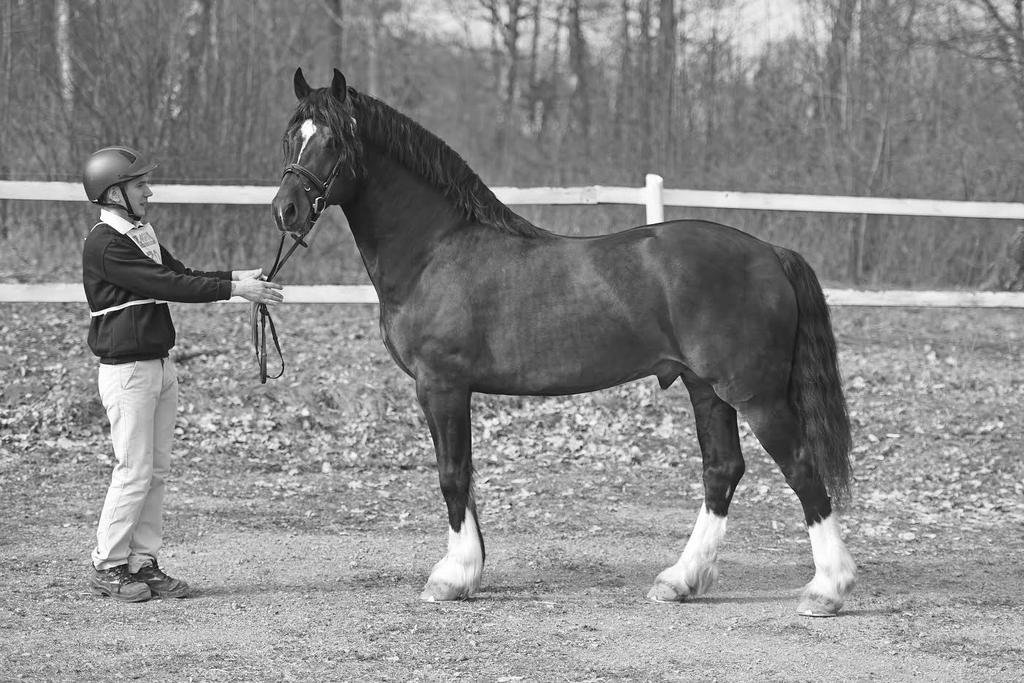 Sida 9 Editions Mr Arcimedes Foto: Yvonne Karlsson En cobhingst som visades återigen, då han vuxit till sig och utvecklats positivt var isabellen Enderleins Golden Flyer.