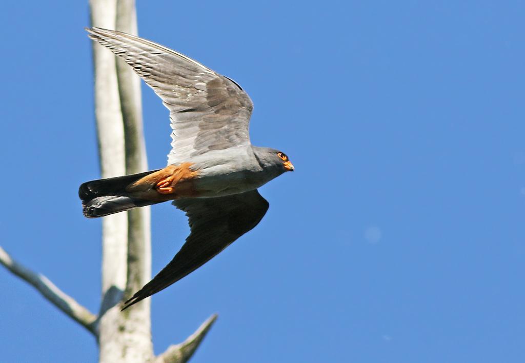 Aftonfalk, adult hane, Plopul, 170529 50. Lärkfalk (Falco subbuteo) Enstaka sedda dagligen utom 26/5 och 2/6. Lokalt var den ganska vanlig i Donaudeltat och 31/5 räknades 24 ex in. 51.