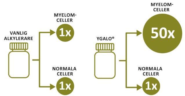 ÖVERSIKT AV YGALO OCH MULTIPELT MYELOM Om Ygalo Ygalo är en nästa generations alkylerare som riktar sig mot cancerceller genom en mekanism som kallas peptidaspotentiering.