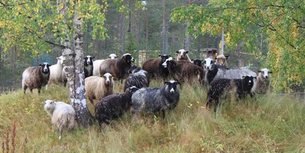 Naturbete - definition Jordbruksmark som inte är åker och som sköts med bete,