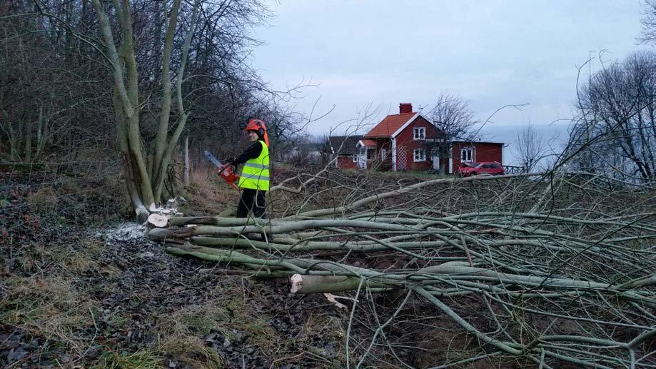 Besegra slyet! Trägen vinner!