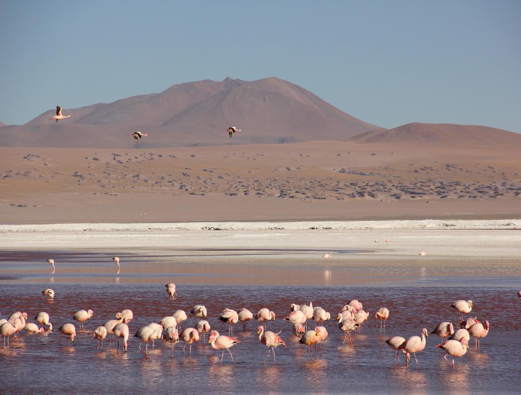 Andernas rike & Galapagos 25 dagars rundresa i Sydamerika Upptäck Sydamerikas varierande landskap från Argentinas slätter, genom Bolivia saltöken till Perus subtropiska berg.