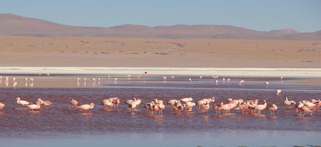 Vi passar på att äta lunch innan det blir dags att korsa Siloliöknen där vi bland annat stöter på Stenträdet innan vi kommer till Eduardo Avaroa Andisk Fauna Nationalpark där den Röda Lagunen ligger.