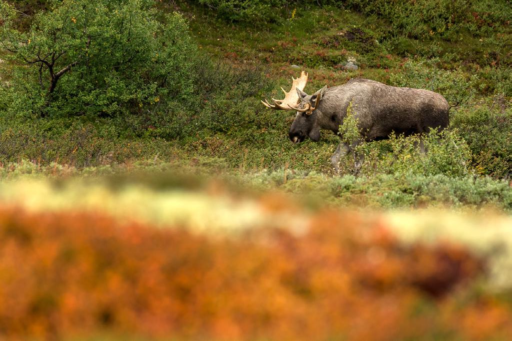 Vattenfall & porlande bäckar I de båda nationalparkerna kommer vi att få se vattenfall och mängder mer porlande bäckar som sträcker sina armar över det höstprydda landskapet.