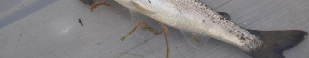 laxsmolt Fångst av laxsmolt i smoltfällan 10000 9000 8000 7000 6000 5000 4000 3000 2000 1000 0