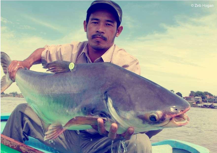 Internationellt intresse World Fish Migration Day