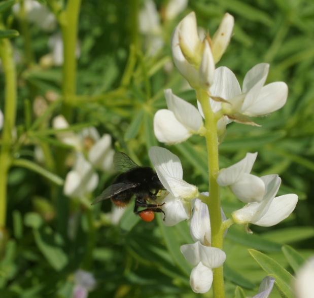 Perserklöver Trifolium resupinatum Perserklöver är en av flera ettåriga klöverarter som producerar pollen och nektar.