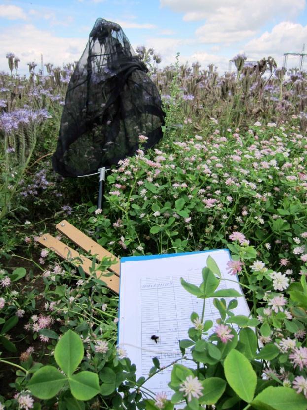 Samtidigt som insekterna inventerades noterades även blomfrekvensen, som ett mått på tillgängliga blomresurser.