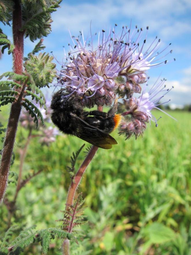 5.2. Blombesökande insekter Totalt över åren hittades 16 arter av humlor, varav 4 snylthumlor. Totalt observerades 5635 artbestämda humlor över de två åren.