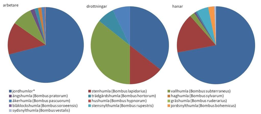 fjärde mest förekommande arterna. Drottningarna fördelades sig lika mellan jordhumlegruppen och vallhumla, med stenhumla på tredje plats. Figur 8.